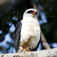 Black-faced Hawk